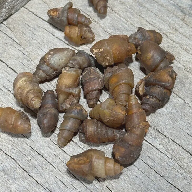 Agatized Gastropod Snail Fossil