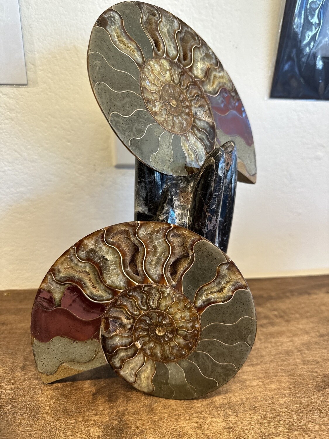 Ammonite Polished halves