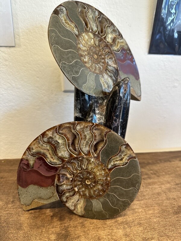 Ammonite Polished Half (by kg)