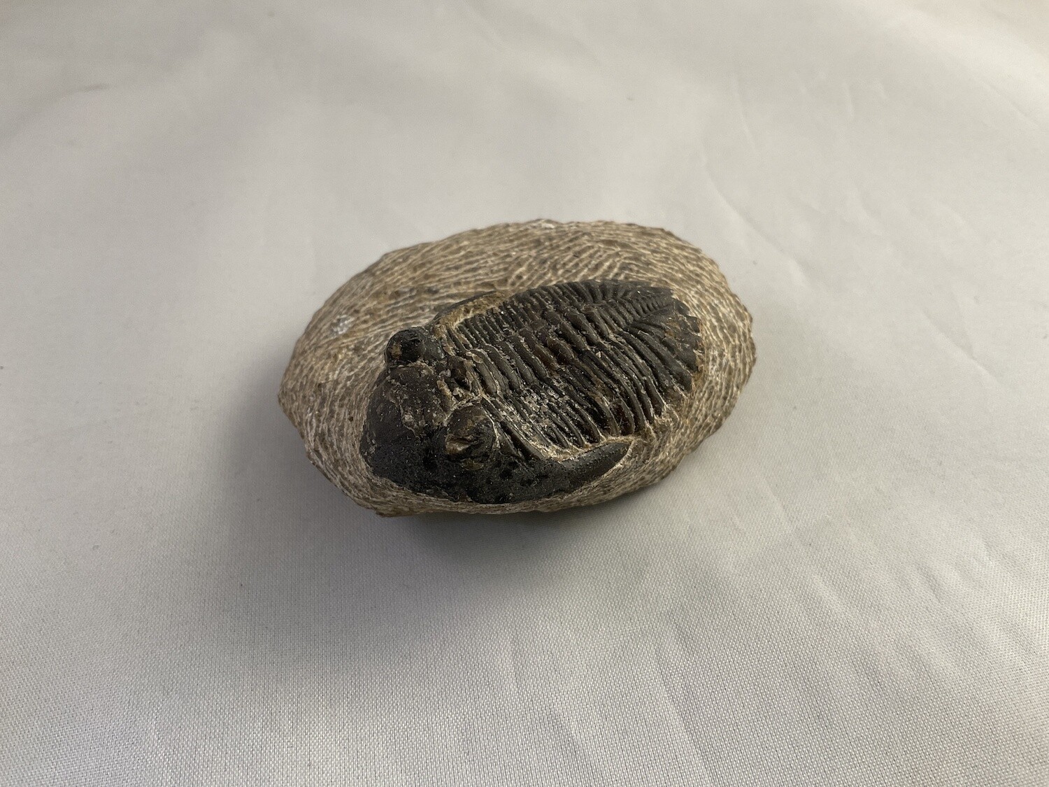 Trilobite Fossil in Matrix | A Grade, Type: Ptychopariida $80