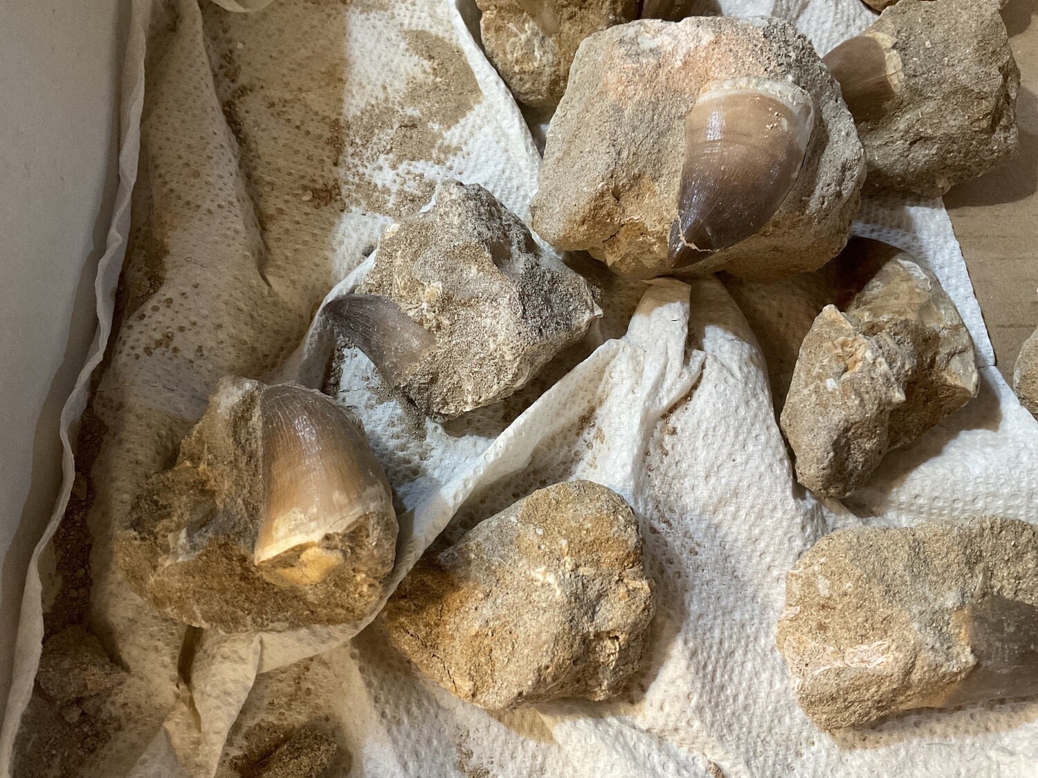 Mosasaurus Tooth in Matrix