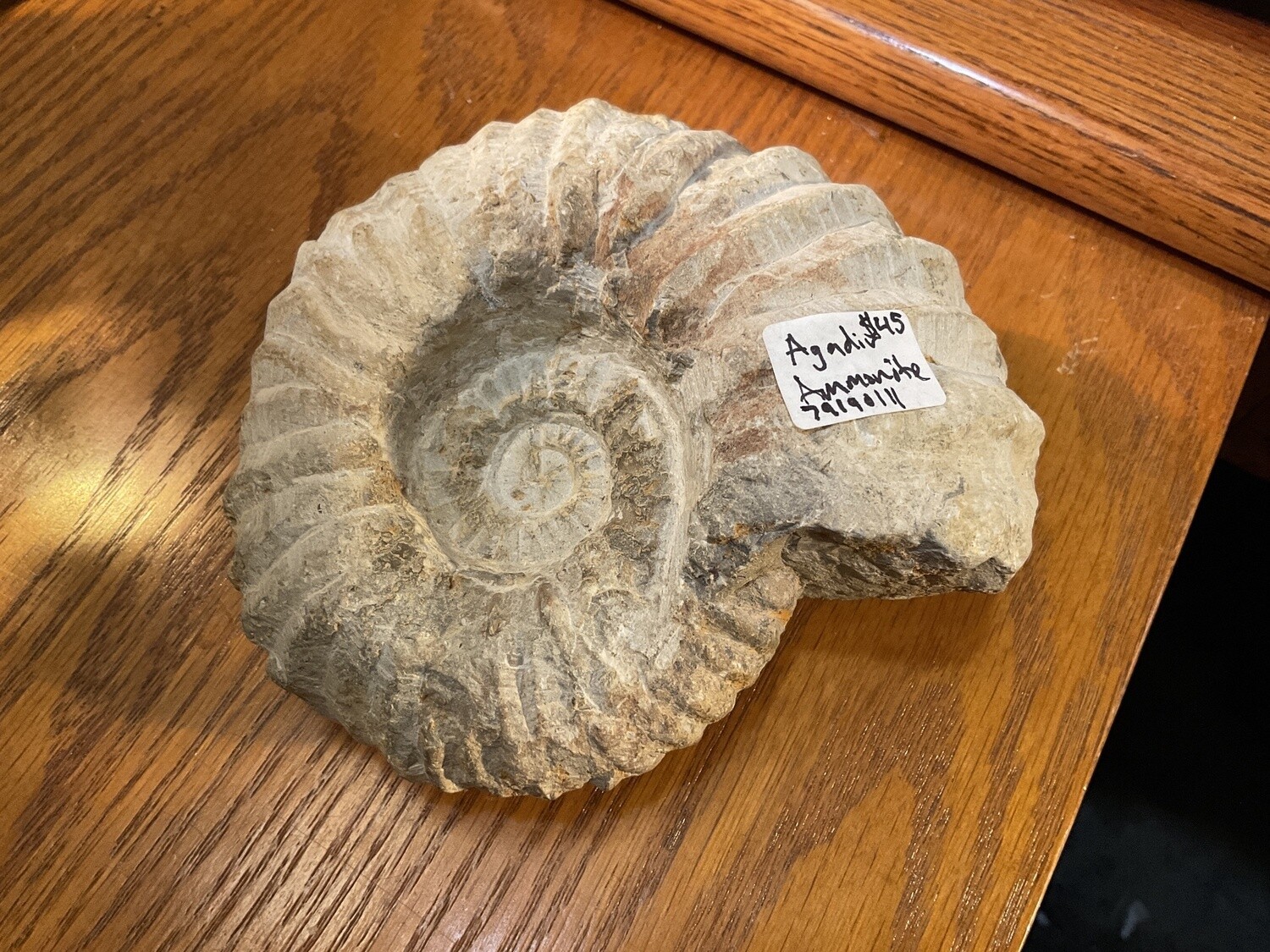 Agadir Ammonite