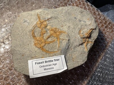 Fossil Brittle Star x4 Specimen Piece | 1.63kg
