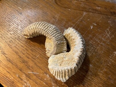 Fossilized Oyster