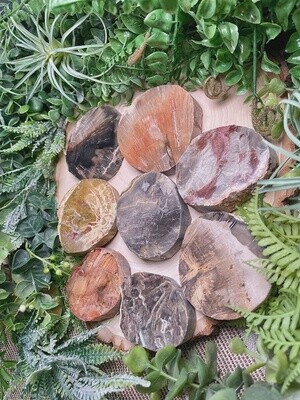 Thick Petrified Wood Slice (by piece)