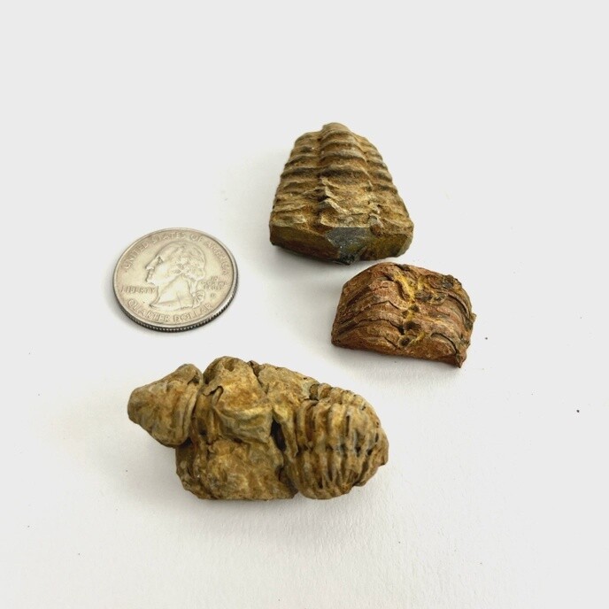 Mud Bugs (trilobites) | Morocco, Type: 30-60mm (imperfect)