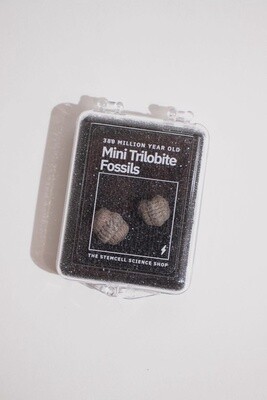 Mud Bugs (trilobites) | Morocco