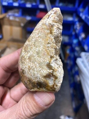 Fossil Coral Specimen