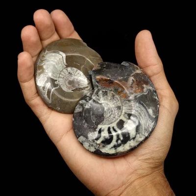 Multi Fossil Stone Carved into Ammonite Shape 2-4in | Morocco