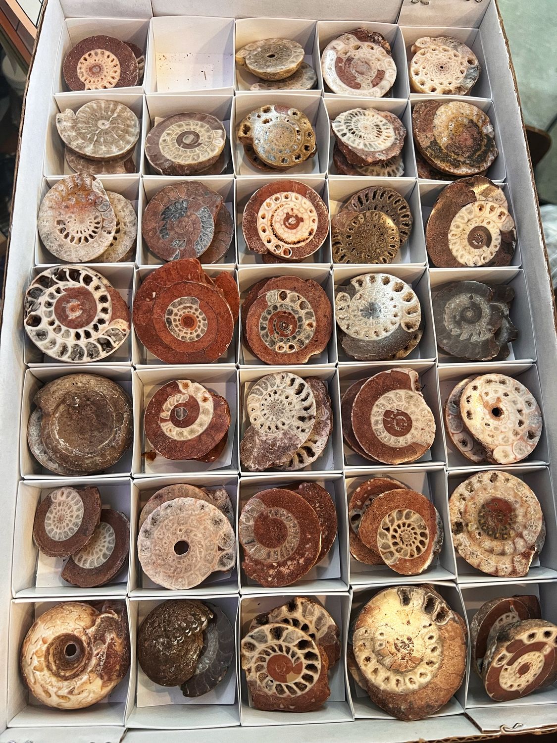 Madagascar Fossilized Ammonite Pair