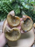 Hollowed Ammonite Fossil Bowl