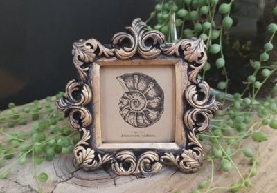 Mini Vintage Framed Print - Ammonite