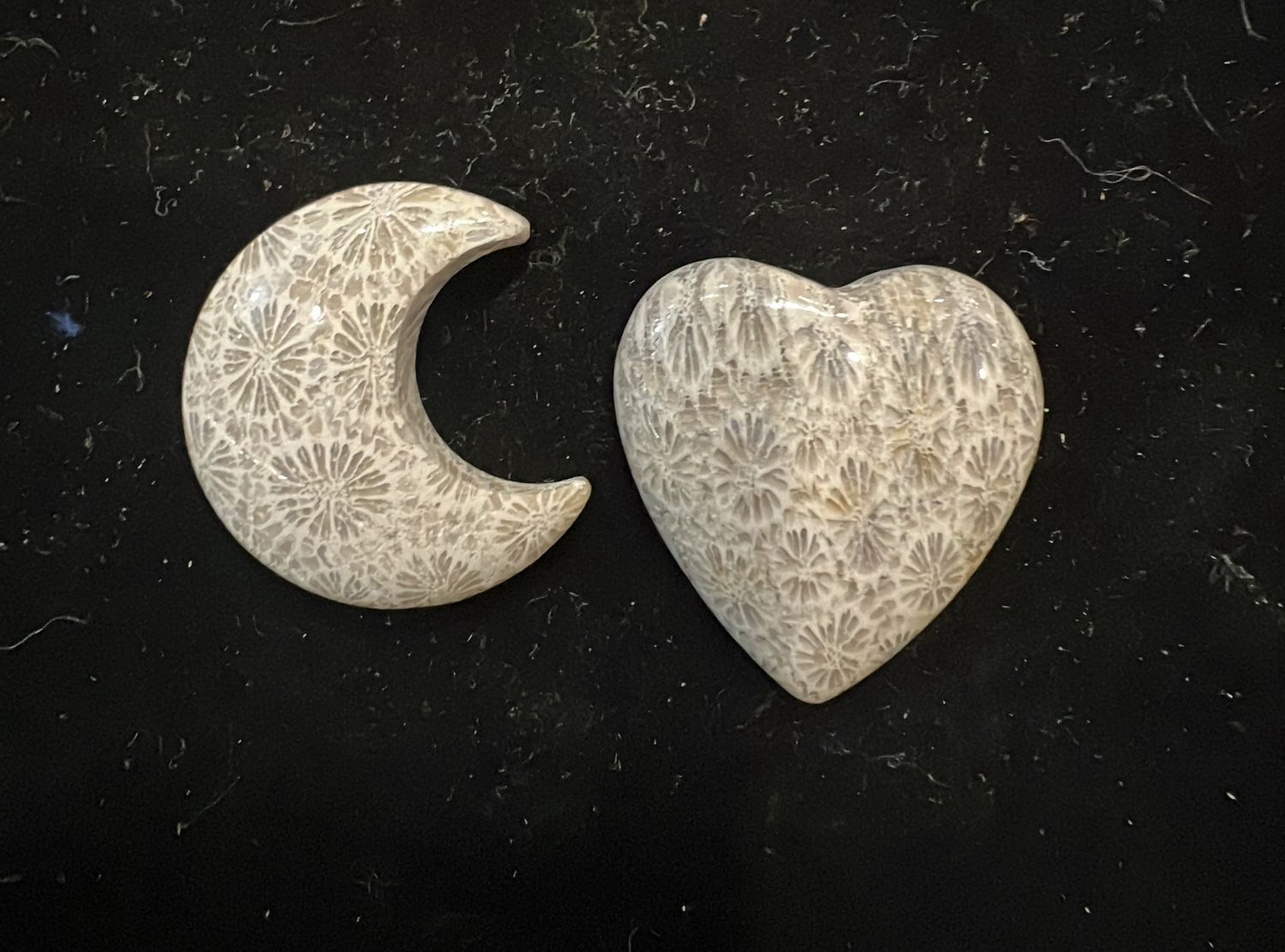 Fossilized Indonesian Coral Cabochon (by piece)