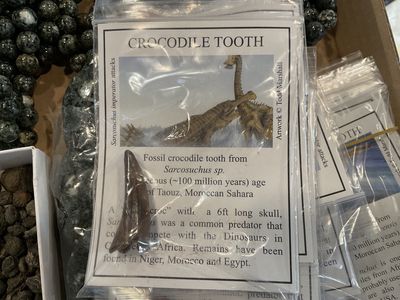 Fossil Crocodile Tooth