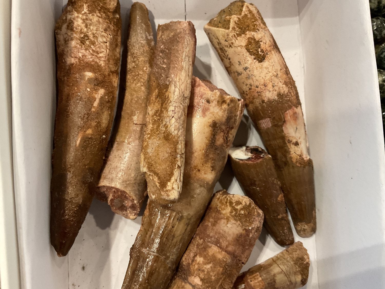 Spinosaurus Dino Tooth