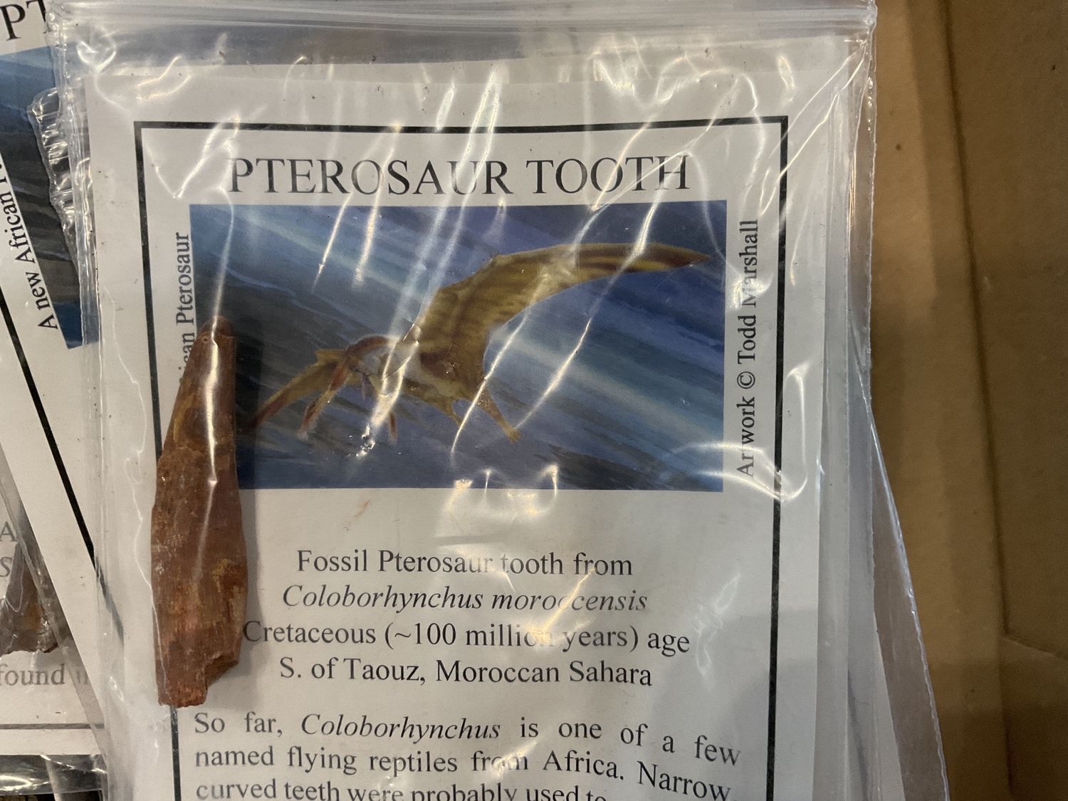 Pterosaur Tooth