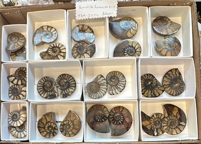 Hematite Ammonite Cut Pair
