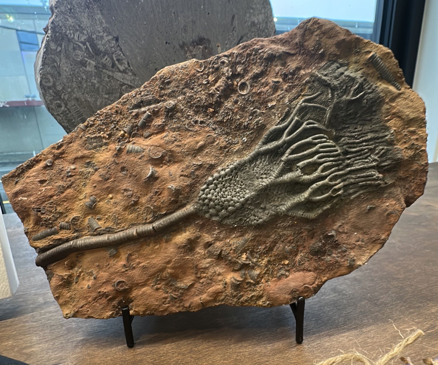 Devonian Crinoid Mahoumacrinus Complete Head and Stem Fossil