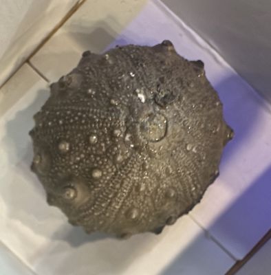 Cidarid Echinoid Sea Urchin Fossil