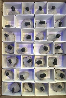 Gerastos Trilobite in-Matrix | A-Grade