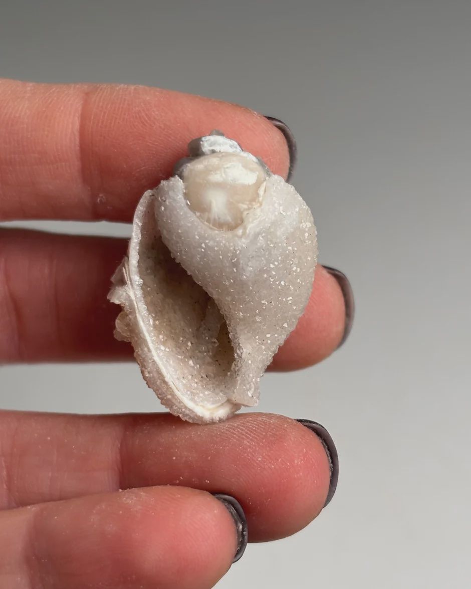 Spiralite Fossilized Druzy Shell