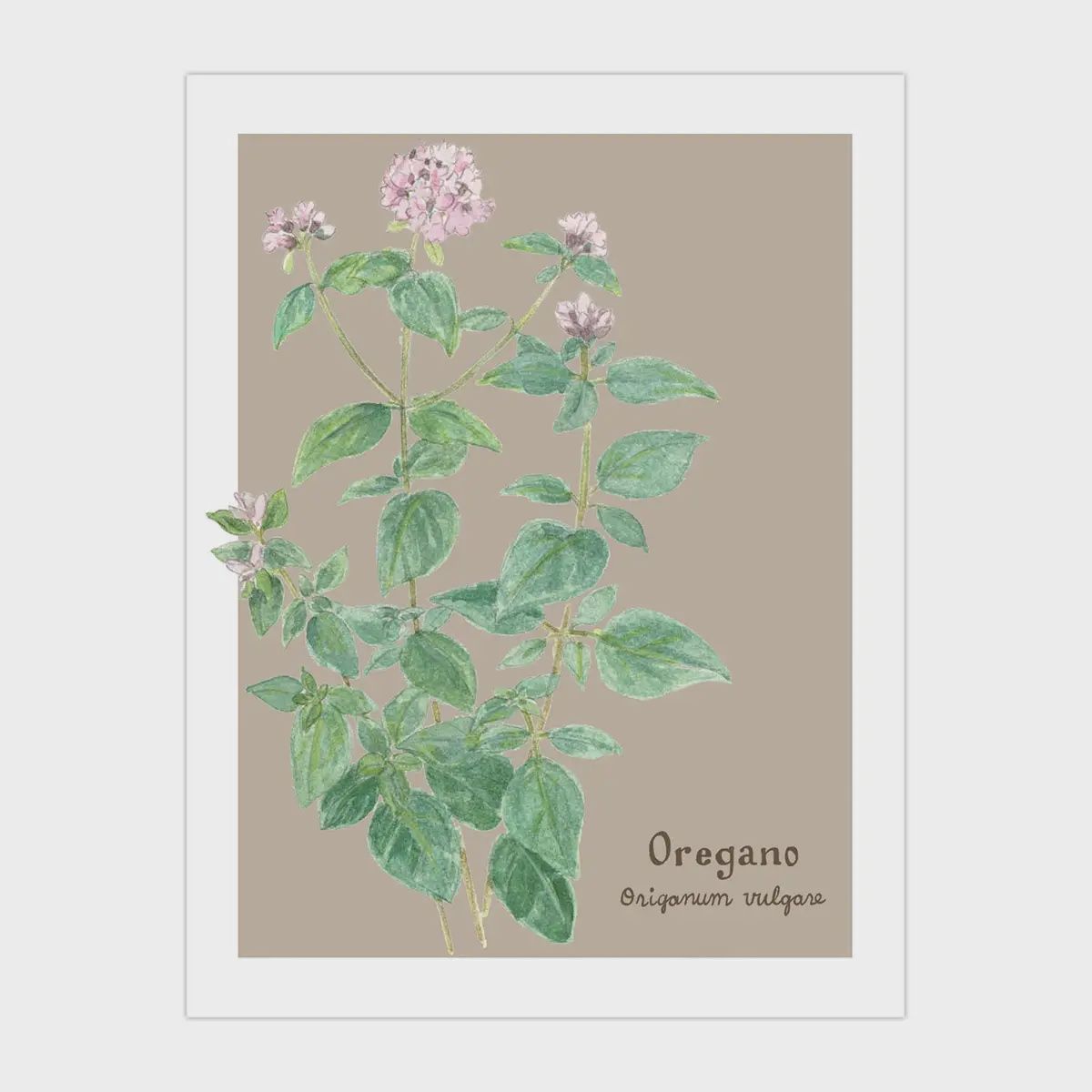 Oregano Card - Botanical Herb - Everyday Greeting Card