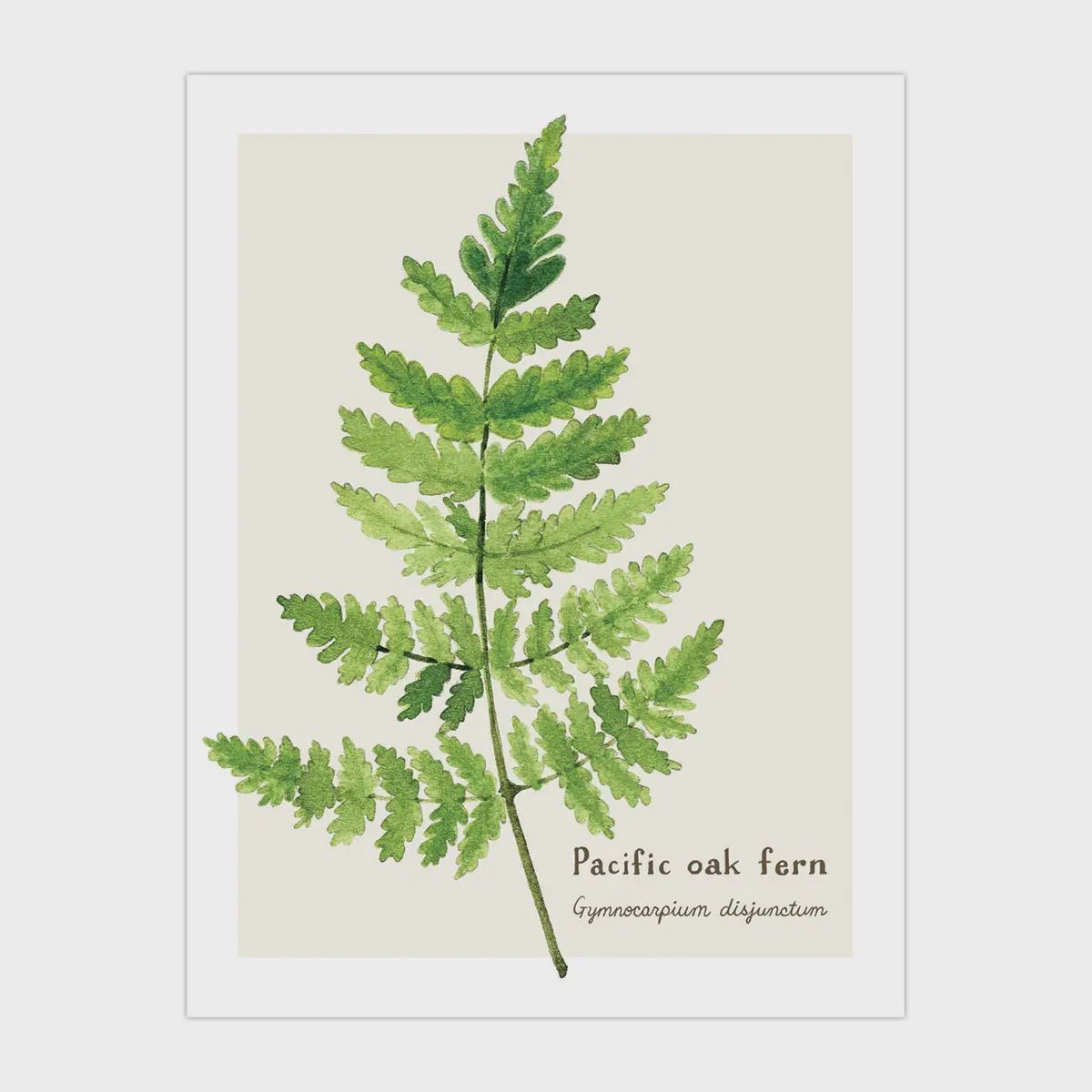 Fern Card - Botanical Everyday Greeting Card