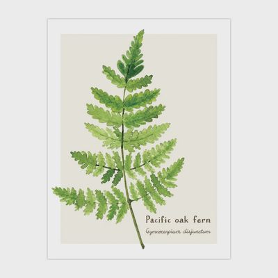 Fern Card - Botanical Everyday Greeting Card