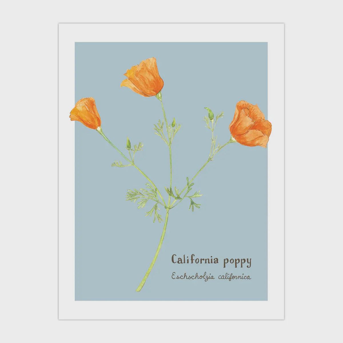 California Poppy Card - Botanical Everyday Greeting Card