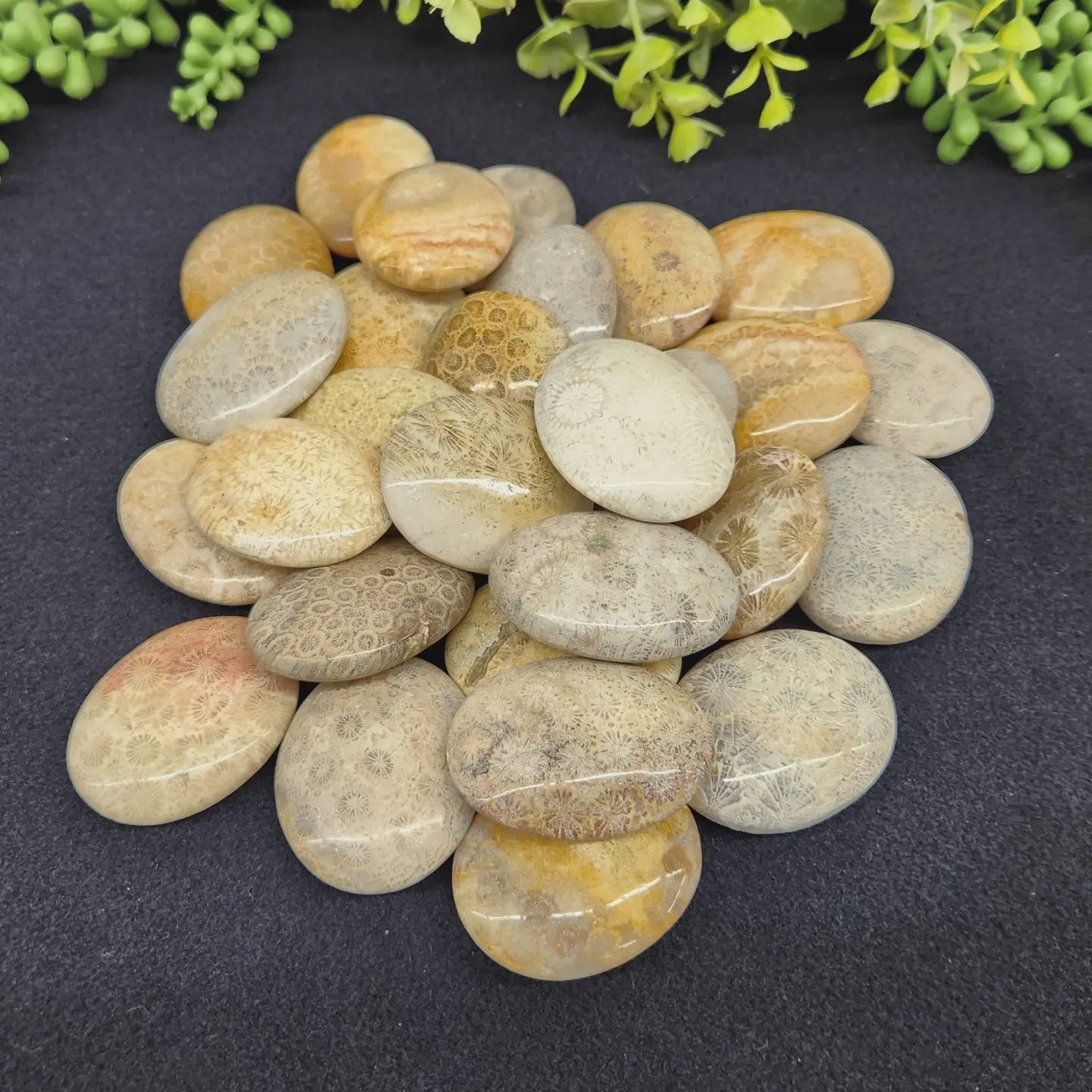 Fossilized Coral Palmstone