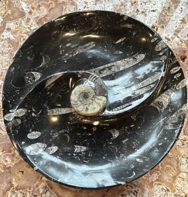 Orthoceras XL Dual Shallow Bowl