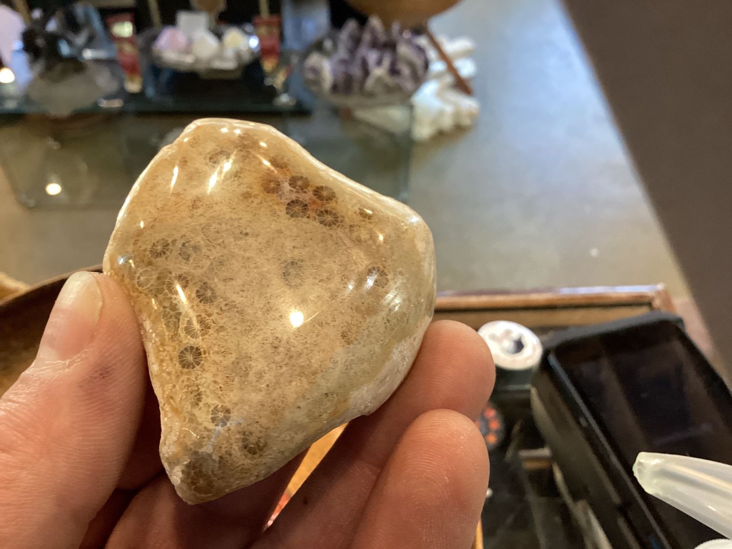Fossil Coral Specimen, Size: 75g