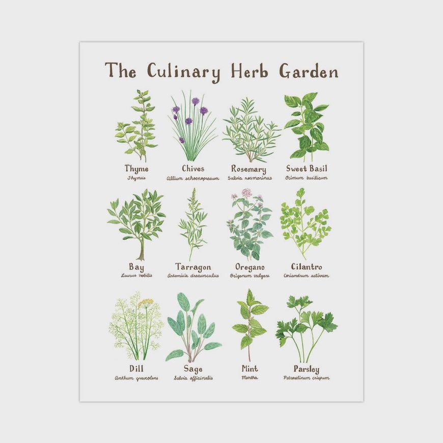 Culinary Herb Garden Art Print - 11&quot; x 14&quot; Botanical Art