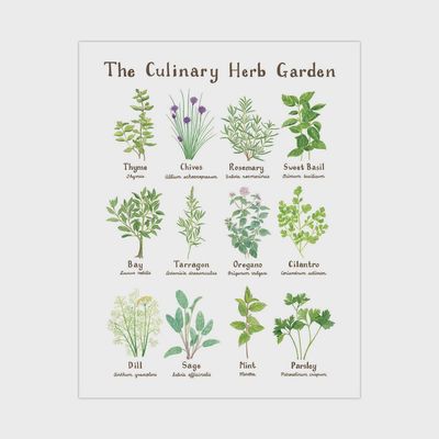 Culinary Herb Garden Art Print - 11&quot; x 14&quot; Botanical Art