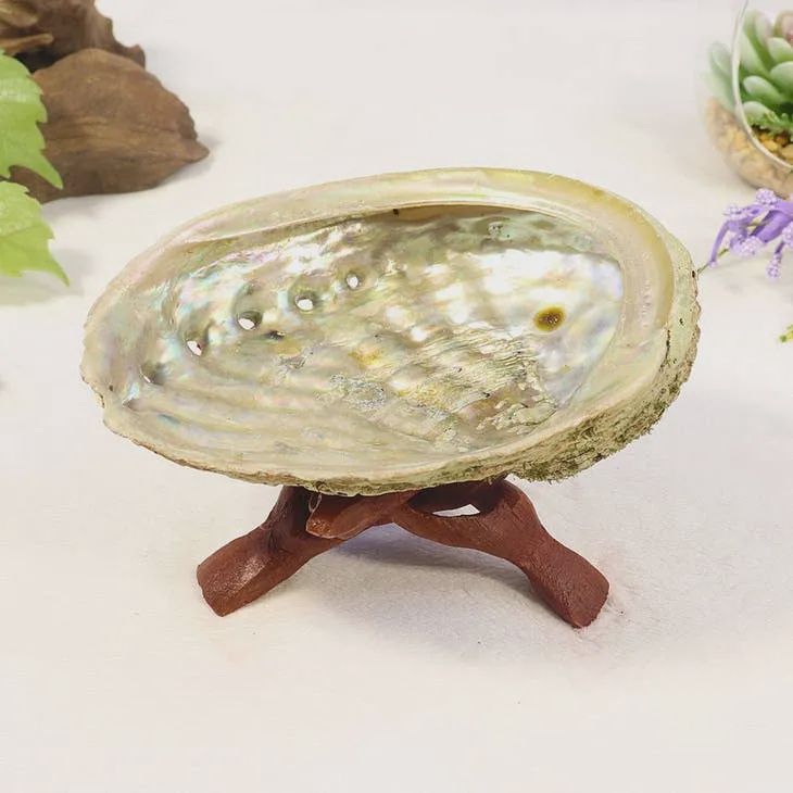 Abalone Shell Bowl, Size: M (4-5in)
