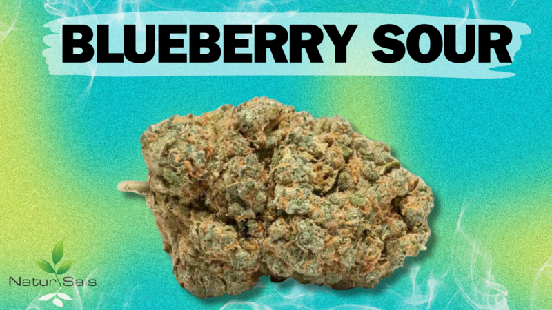 BLUEBERRY SOUR  (SMALL BUDS) Desde: 2,00 €/gr