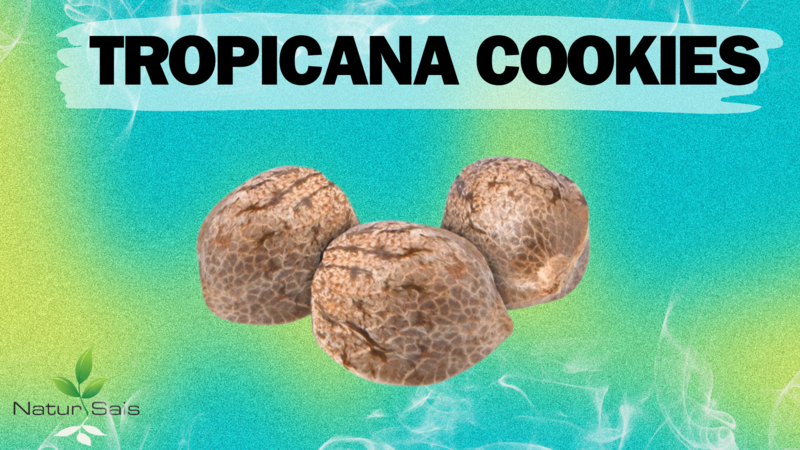 SEMILLAS DE CBD - TROPICANA COOKIES - CARMAGNOLA EU