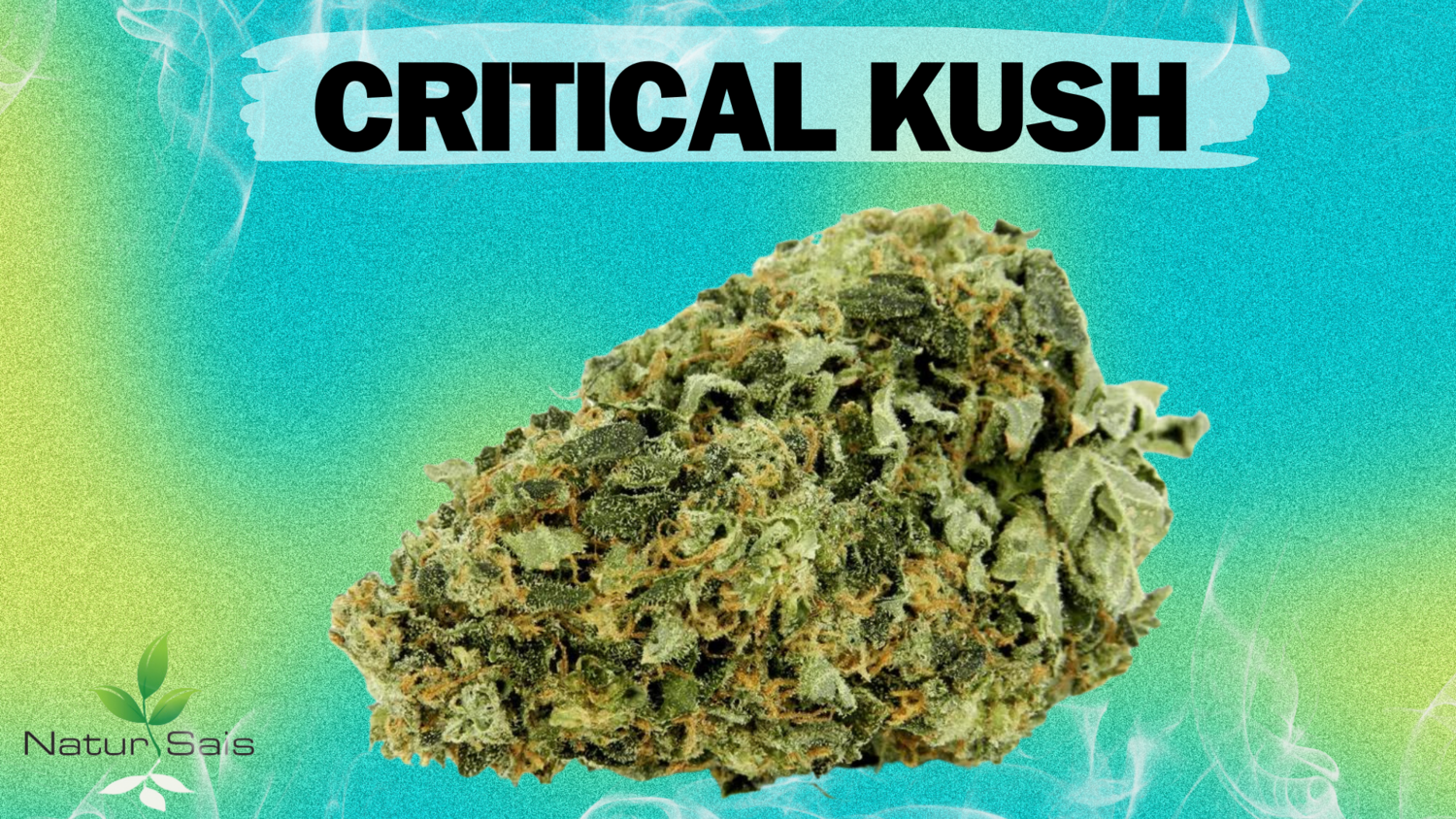 CRITICAL KUSH  (SMALL BUDS) Desde: 2,00 €/gr