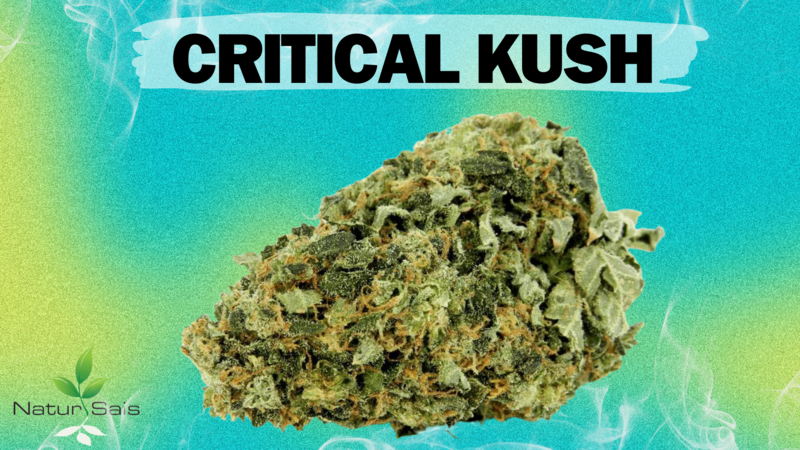 CRITICAL KUSH  (SMALL BUDS) Desde: 2,00 €/gr