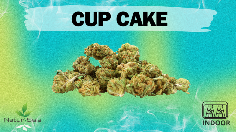 CUP CAKE (SMALL BUDS) Desde: 1,40 €/gr