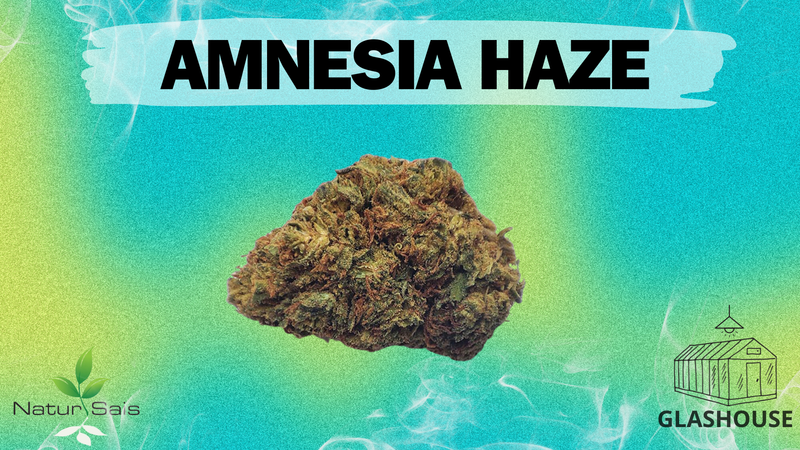 AMNESIA HAZE (SMALL BUDS) Desde: 1,00 €/gr