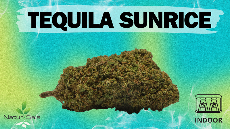 TEQUILA SUNRICE (BIG BUD) Desde:2,50 €/gr