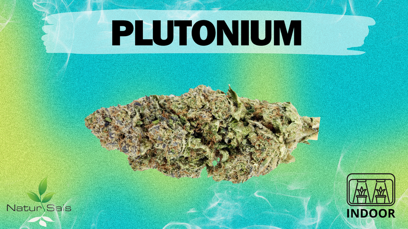 PLUTONIUM (SMALL BUDS) Desde: 2,00 €/gr