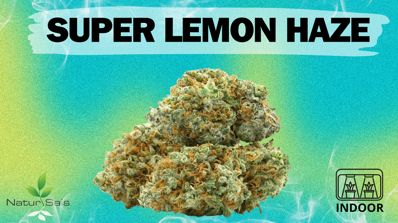 SUPER LEMON HAZE (SMALL BUDS) Desde: 2,00 €/gr