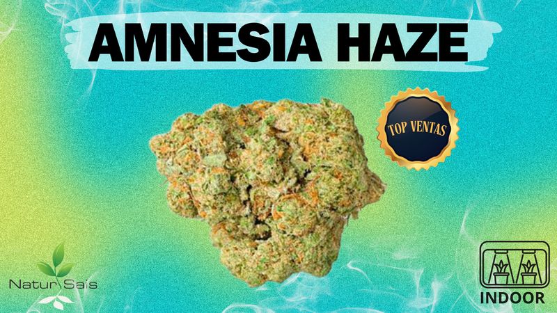 AMNESIA HAZE (SMALL BUDS) Desde: 2,00 €/gr