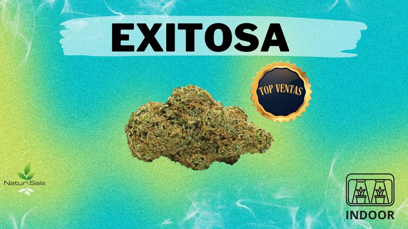 EXITOSA (SMALL BUDS) Desde: 2,00 €/gr