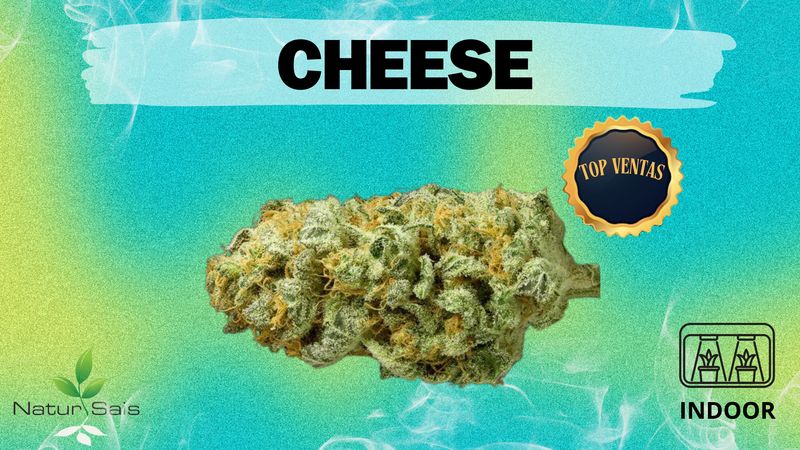 CHEESE (SMALL BUDS) Desde: 2,00 €/gr
