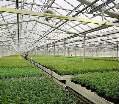 FLORES GLASSHOUSE