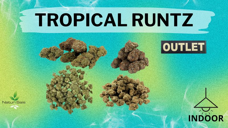 TROPICAL RUNTZ (SMALL BUDS) 5 GRAMOS