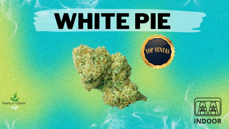 WHITE PIE (SMALL BUDS) Desde: 2,00 €/gr